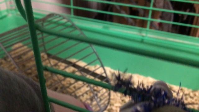 кормление белочек дегу смотреть онлайн