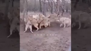 Стая волков против одного