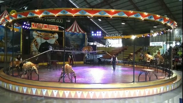Отпуск в Таиланде/Тигровый зоопарк Сирача Tiger Zoo/Шоу слонов, тигров, крокодилов/#таиланд#чонбури смотреть онлайн