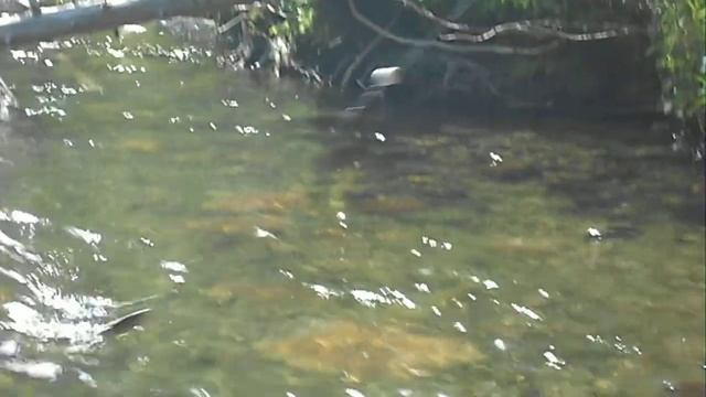 Три килограмма хариуса за 30 минут. Рыбалка в Горном Алтае смотреть онлайн