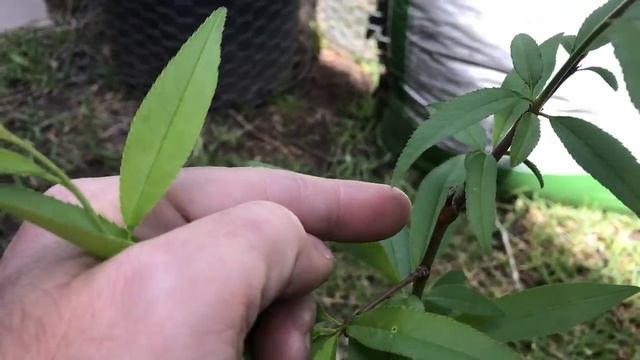 How To Grow Plum Trees From Seed, Almost 16 Months Old Now! смотреть онлайн