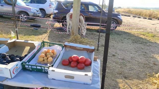 Крымская Лаванда / Тургеневка , Бахчисарай, Крым 28.06.2021 смотреть онлайн