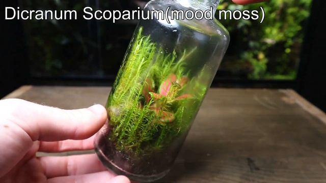 The BEST Moss For Terrariums (Top 3) смотреть онлайн