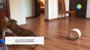 Питомник сервал и каракал в Алматы. Продажа котят сервал и каракал. Доставка по миру.