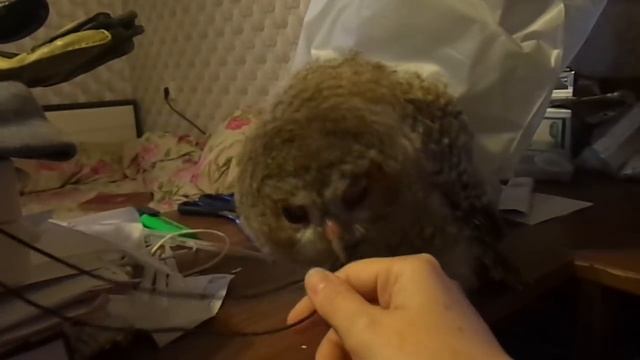 Совиные игрища. Серая неясыть 44 - 2018 (30) смотреть онлайн