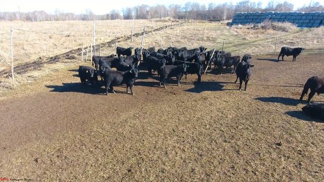 Деревня Новониколаевка | ЭкоНива-АПК Холдинг смотреть онлайн