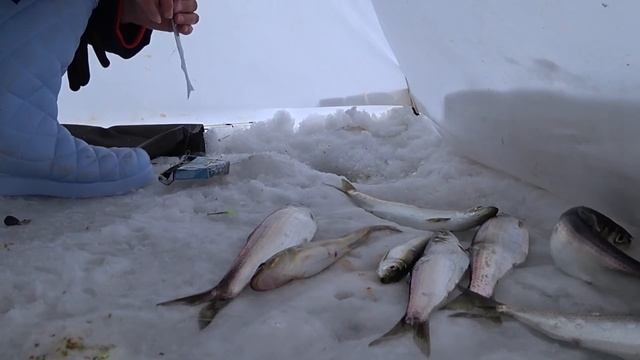 Сахалин.Апрель. Подледная рыбалка. смотреть онлайн