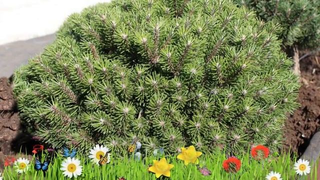 Сосна горная Бенжамин ? Обзор: посадка и уход. саженцы сосны Бенжамин: описание и особенности смотреть онлайн