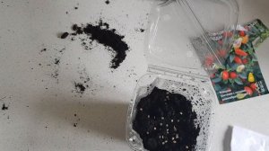 Сажаем семена перца, огонек.