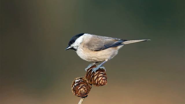 Голоса птиц Как поёт Гаичка черноголовая Poecile palustris.mp4 смотреть онлайн