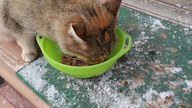 Россия. Возвращение домой. Первый снег и холод. Пришла наша киска. Она в порядке. смотреть онлайн
