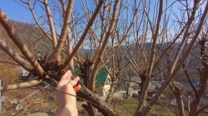 Формирующая обрезка хурмы, прореживание, укорачивание однолетних побегов.