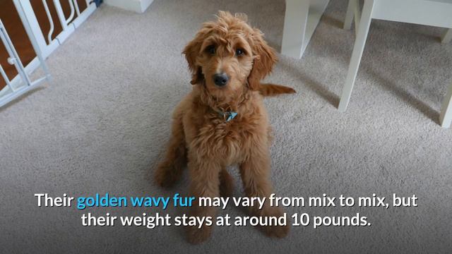 The 5 Best Poodle Mix Breeds for Seniors | Which Poodle Mix Breed is Best for you? смотреть онлайн