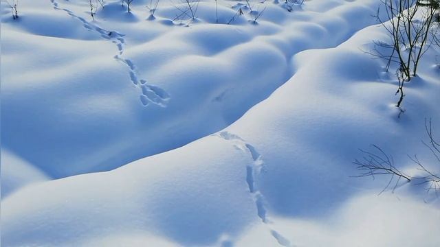 "Охота на лису". Зимой. смотреть онлайн