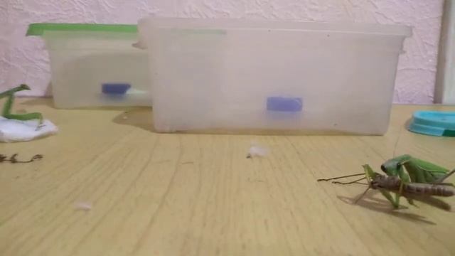 Содержание богомола в домашних условиях смотреть онлайн