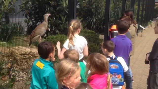 Artis Zoo Kids And Wildlife