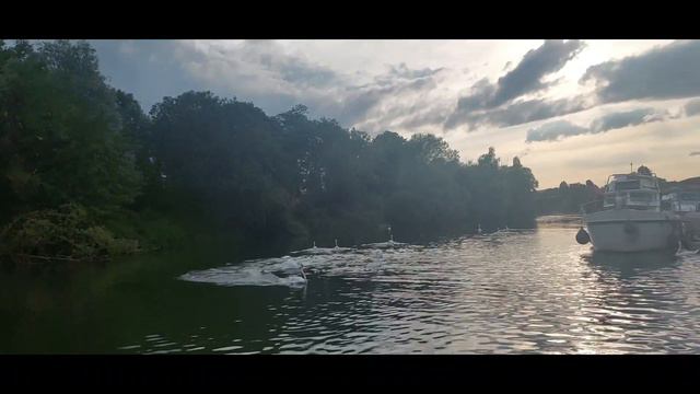 Video No. 25 Swan War #france #river #canal #travel смотреть онлайн
