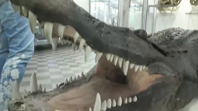 Огромный скелет кита? белые медведи? и необычные жуки? смотреть онлайн