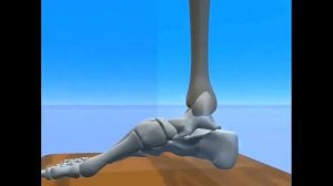 Кости стопы в движении