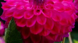 ГЕОРГИНЫ: Посадка и Уход, а также Выращивание из Семян