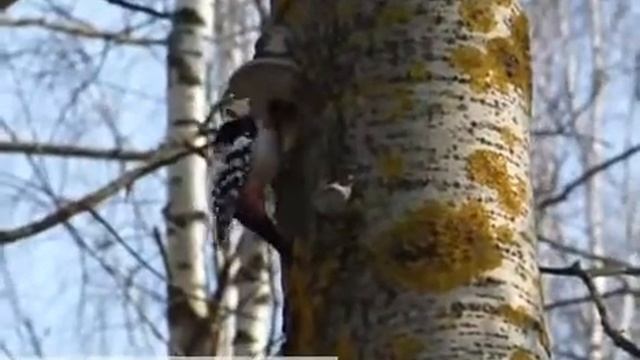 Строительство дятлом дома смотреть онлайн