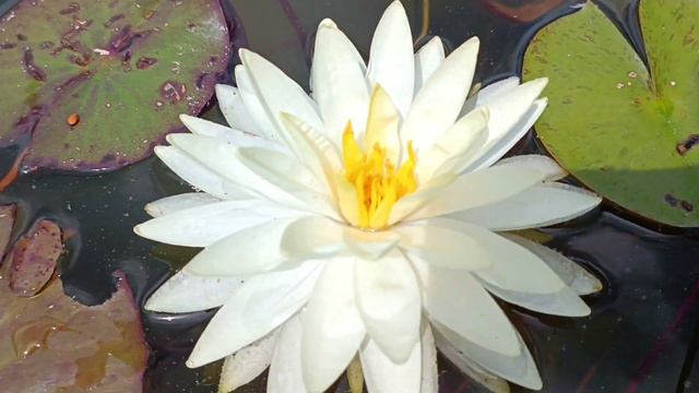 наші німфеї. ставок вдома. ставок своїми руками. місце для релаксу вдома. 29 липня 2023 р. смотреть онлайн