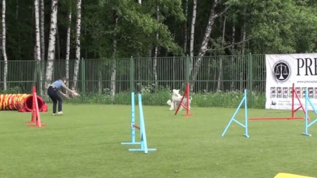Соревнования по аджилити "DREAM GAMES", 15.06.13 г., СПб, v24 смотреть онлайн