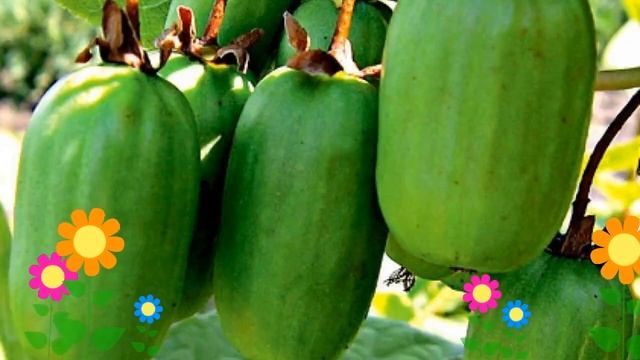 Актинидия коломикта Память учителя. Краткий обзор, описание характеристик, где купить саженцы смотреть онлайн