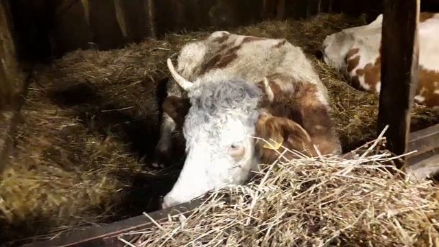 Кормление коровы после отела. Симменталы .КФХ Мжельская Светлана Ивановна. смотреть онлайн