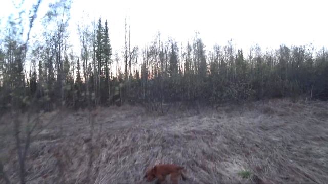 ОХОТА НА ВАЛЬДШНЕПА: ТЯГА И РАССКАЗ КУПРИНА.#охота#hunting смотреть онлайн
