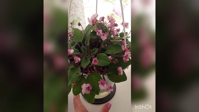Литуаника. Трейлерные сорта фиалок. смотреть онлайн