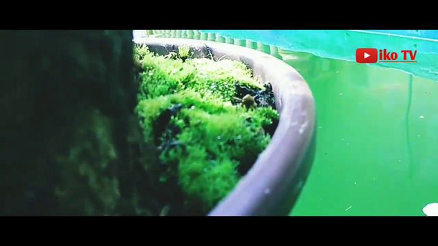 Koleksi Bonsai Bunga Kertas iko TEGUH part 1 смотреть онлайн