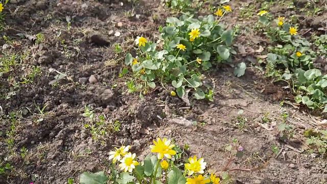 Краснодар весной, когда всё цветёт. Краснодар сегодня 02.04.2022. смотреть онлайн