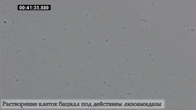 Примеры научных разработок ИБФМ РАН. ЛЕОНТЬЕВСКИЙ смотреть онлайн