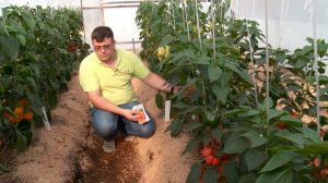 Обзор семян перцев «Аристотель», «Жёлтый принц» и «Беладонна» #urozhainye_gryadki