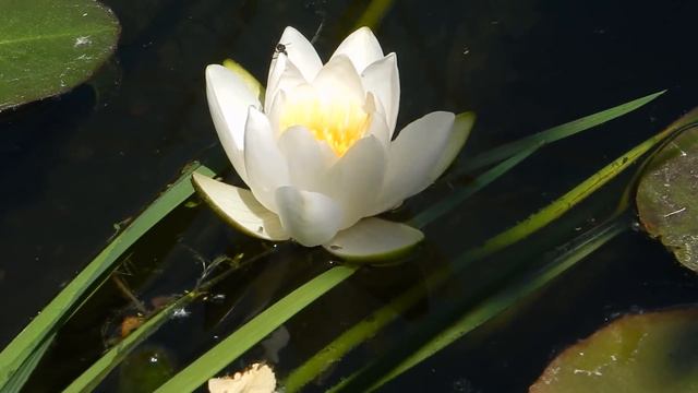 Как цветут нимфеи. смотреть онлайн