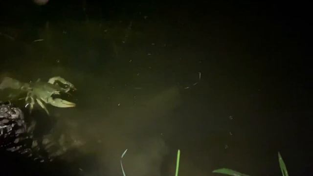 Запуск рака 🦞в придачный пруд смотреть онлайн