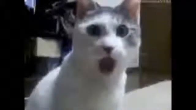 Смешные кошки Прикольные животные Funny Cats 12 Talks Compilation Cute Cat Compilation смотреть онлайн