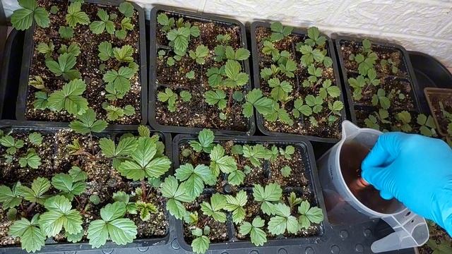 ПЕРВАЯ ВАЖНАЯ,ПОДКОРМКА ЗЕМЛЯНИКИ САДОВОЙ..ДАЛЬНЕЙШИЙ УХОД .. смотреть онлайн