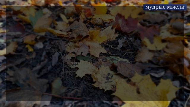 Каждый день является чудом. Лучшие цитаты про жизнь со смыслом смотреть онлайн
