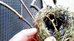 разведение ДИКИХ ПЕВЧИХ птиц ГИБРИДИЗАЦИЯ