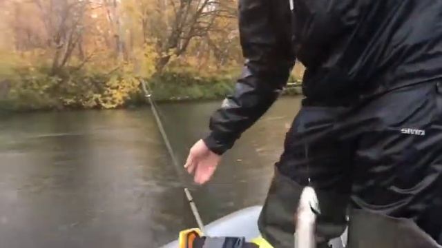 РЫБАЛКА ХАРИУС ОСЕНЬ МИЛЬКОВО! смотреть онлайн