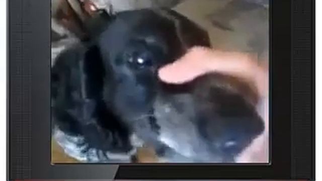 Собака-барабака негодует! смотреть онлайн