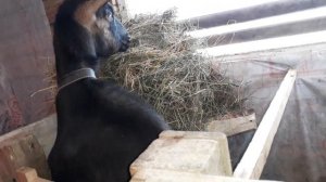 КОЗА. / Первые признаки окота./НАМ СКОРО РОЖАТЬ/отошла пробка-но есть ли беременность?/24.12.18 г.