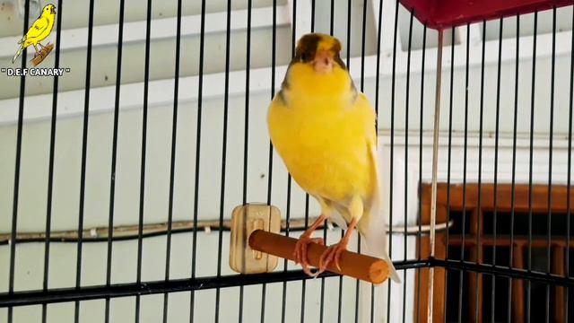 Your Canary Doesn't Sound ?? Use Is, He Will Sing Diligently смотреть онлайн
