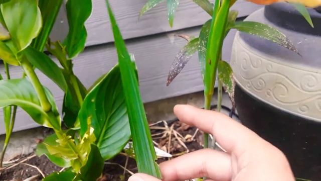 Mexican Tiger Flower / Tigridia pavonia смотреть онлайн