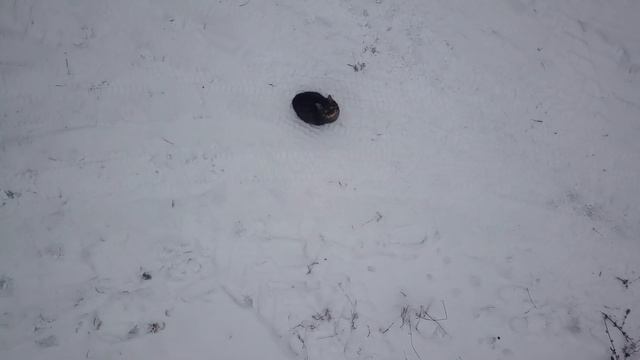 Коты на даче. смотреть онлайн