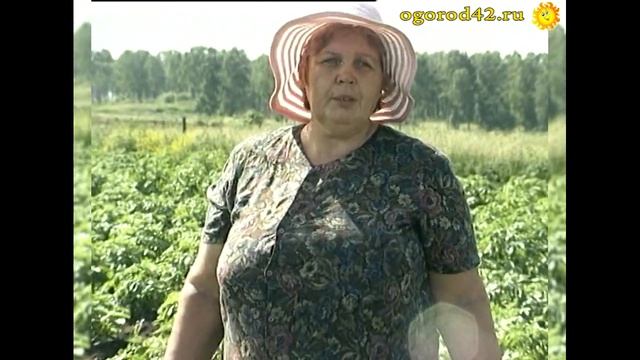 Способы борьбы с колорадским жуком, подсказанные дачницей смотреть онлайн