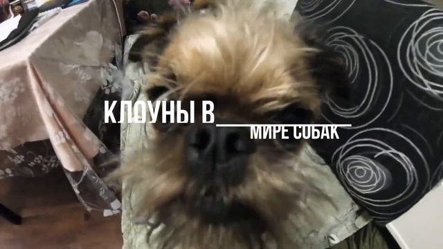 Умная собака рядом: Всё о Бельгийском  Гриффоне