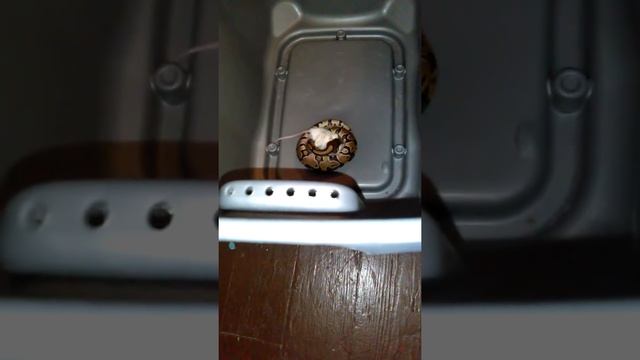 Python Snake VR 1mice смотреть онлайн